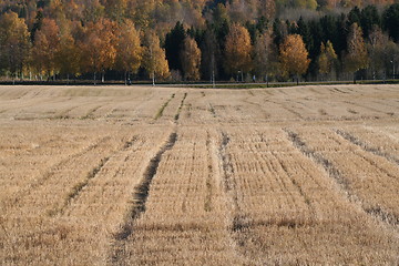 Image showing Corn field in the fall