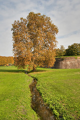 Image showing Tree outside Lucca, Italy