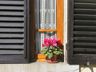 Image showing Flowers at the Window, Siena, Tuscany, Italy