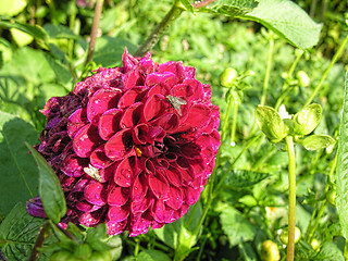Image showing Flower in Odense, Denmark, August 2006