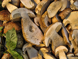 Image showing Sliced Boletus, Italy