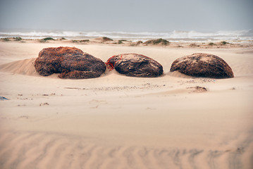 Image showing South Padre Island Beach, Texas