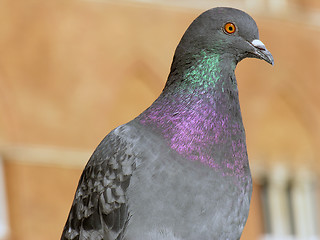 Image showing Pigeon in Siena, Tuscany, Italy