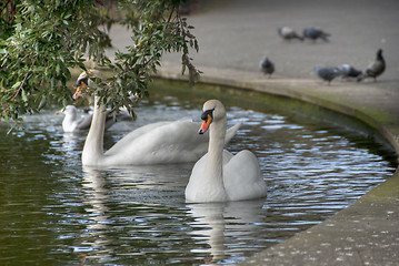 Image showing Swan in a Dublin Park, Ireland, 2009