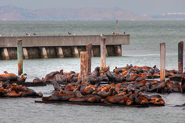 Image showing Seals in San Francisco Port, August 2003