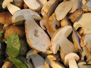 Image showing Sliced Boletus, Italy