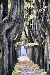 Image showing Tree Alley in Lucca, Italy