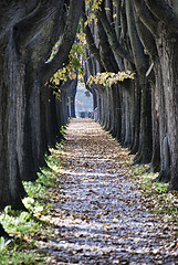 Image showing Tree Alley in Lucca, Italy