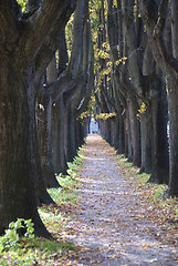 Image showing Tree Alley in Lucca, Italy