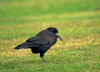 Image showing Crow