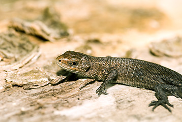 Image showing Small baby lizard