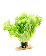 Image showing Fresh lettuce