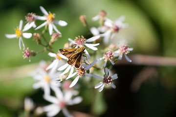 Image showing Butterfly On Flowers