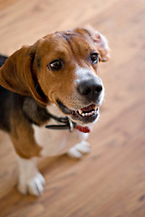 Image showing Purebred Beagle Dog
