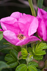 Image showing Rugosa Rose