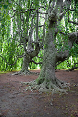 Image showing Very Old Trees