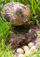 Image showing Mother-duck