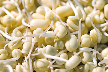 Image showing Mung bean sprouts