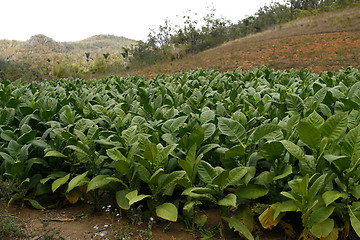 Image showing Tobacco field in a Vinales countryside in Cuba