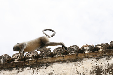 Image showing Hanuman langur (Semnopithecus entellus) monkeys in an abandoned 