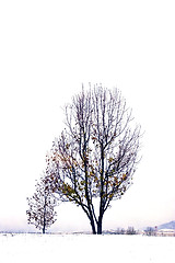 Image showing Trees under the Clouds