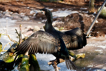 Image showing shag