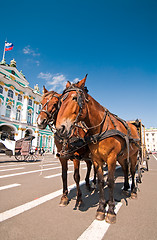 Image showing Tourist horses