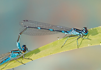Image showing blue damselfly pair
