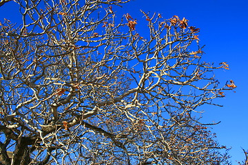 Image showing Oak Tree Branches