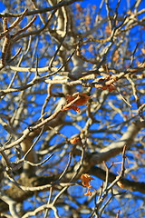 Image showing Oak Tree Branches