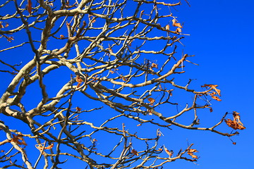 Image showing Oak Tree Branches