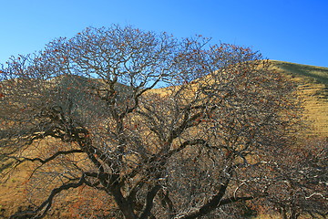 Image showing Oak Trees