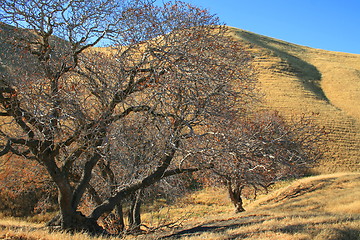 Image showing Oak Trees