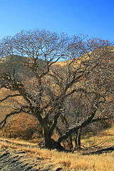 Image showing Oak Trees