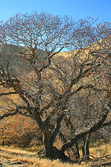 Image showing Oak Trees