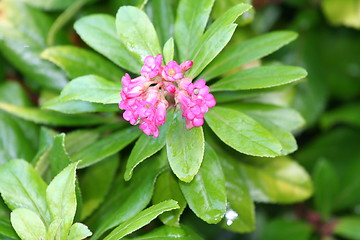 Image showing Flower