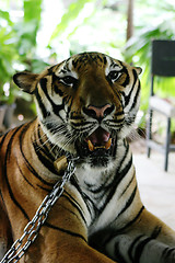 Image showing Tiger.