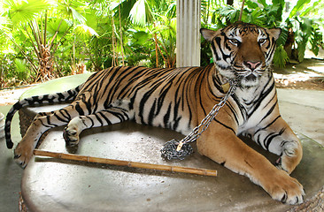 Image showing Tiger.