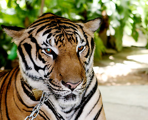 Image showing Tiger.