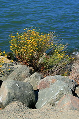 Image showing Rocky Shore