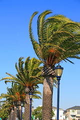 Image showing Row of Palms and Light Poles