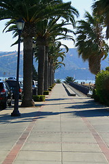 Image showing Row of Palms and Light Poles