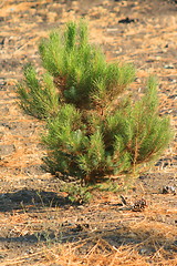 Image showing Small Pine Tree