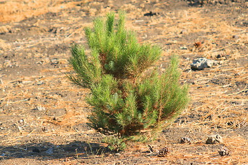 Image showing Small Pine Tree