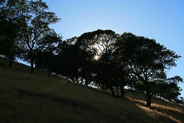 Image showing Sun Shining Through Trees