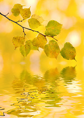 Image showing Beautiful golden leaves in autumn