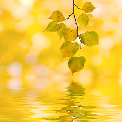 Image showing Beautiful golden leaves in autumn