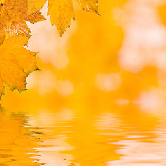 Image showing Beautiful golden leaves in autumn