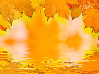 Image showing Beautiful golden leaves in autumn