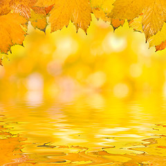 Image showing Beautiful golden leaves in autumn